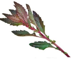 Sobre de Semilla de Epazote Morado