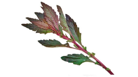 Sobre de Semilla de Epazote Morado