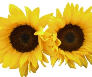 Sobre de Semilla Girasol Gigante Simple Amarillo