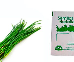 Gramo de Semilla de Cebollín