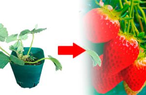 Caja de 100 plantas de fresa