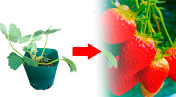 Caja de 100 plantas de fresa