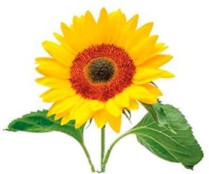 Sobre de Semilla de Flor Girasol