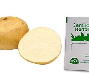 Gramo de Semilla de Jícama Var Agua Dulce