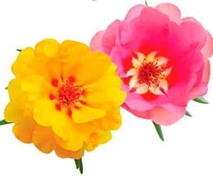 Sobre de Semilla de Flor Portulaca