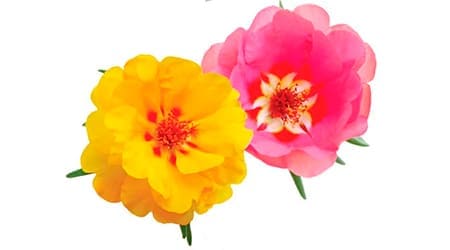 Sobre de Semilla de Flor Portulaca