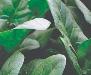 Sobre de 50 mil Semillas de Espinaca Híbrida Violeta F1