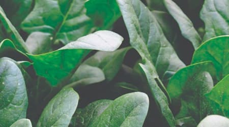 Sobre de 50 mil Semillas de Espinaca Híbrida Violeta F1