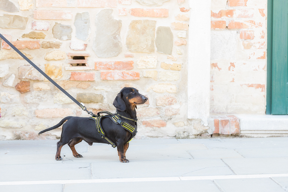 Axaeco – 4 Season Leash - Imagen 7