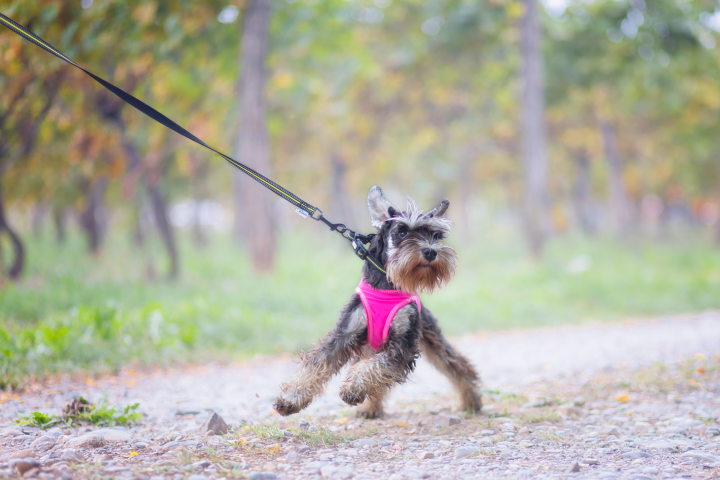 Axaeco – 4 Season Leash - Imagen 8