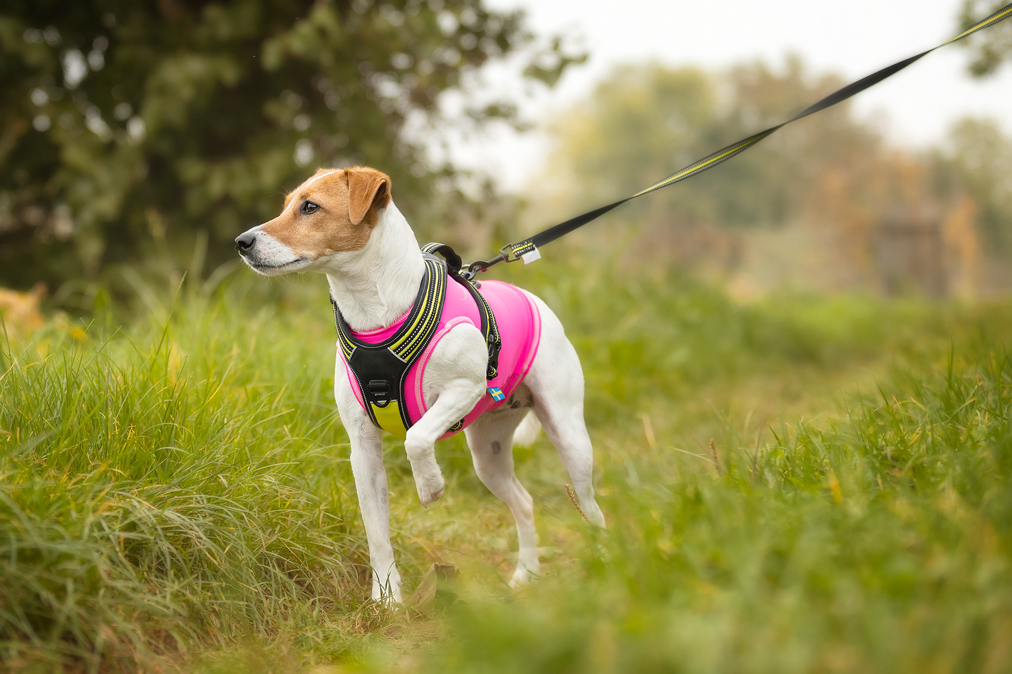 Axaeco – 4 Season Leash - Imagen 6